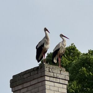 Storks, many more sitings to come