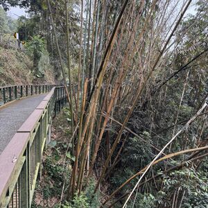 Part of the trail